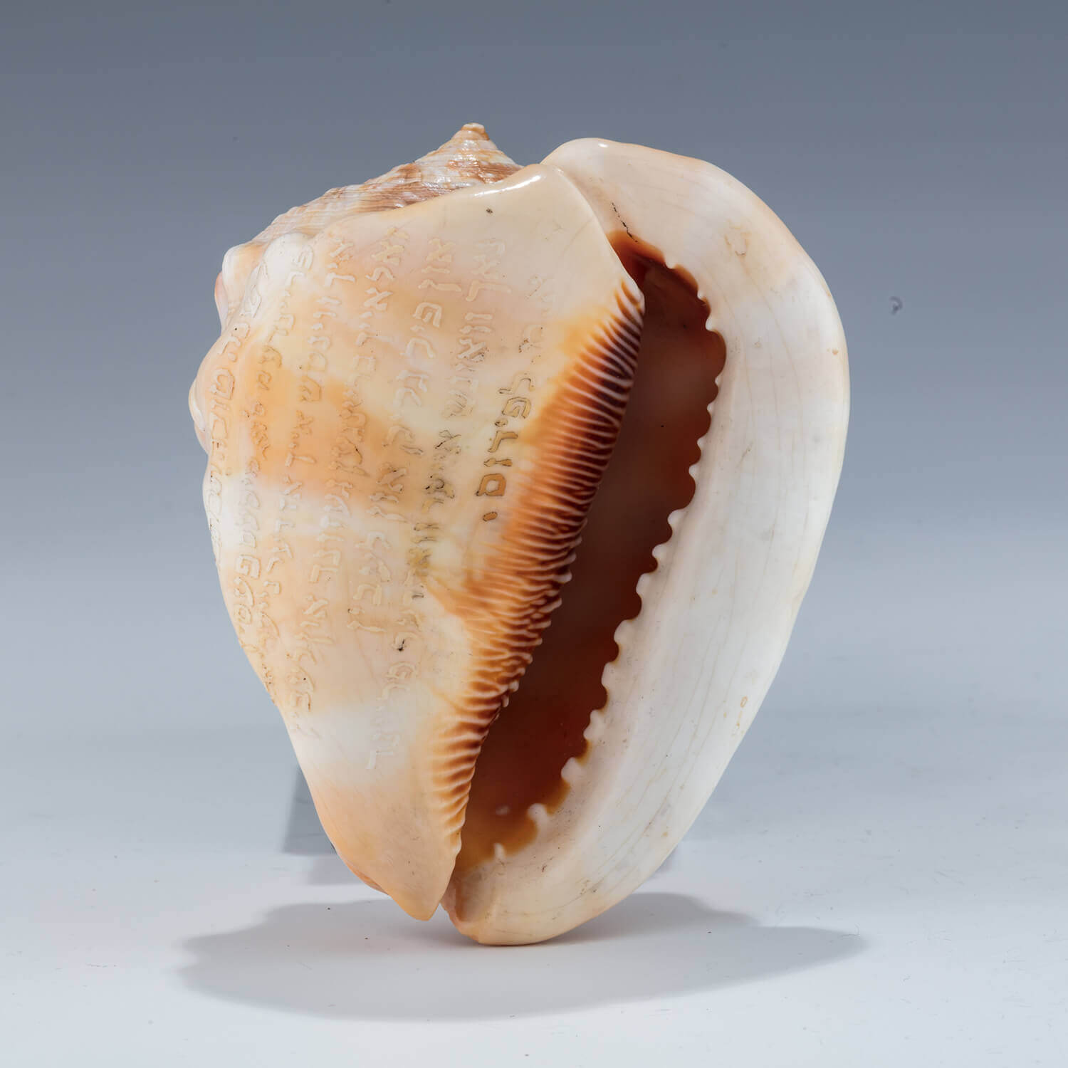 022. A RARE CARVED CONCH SHELL