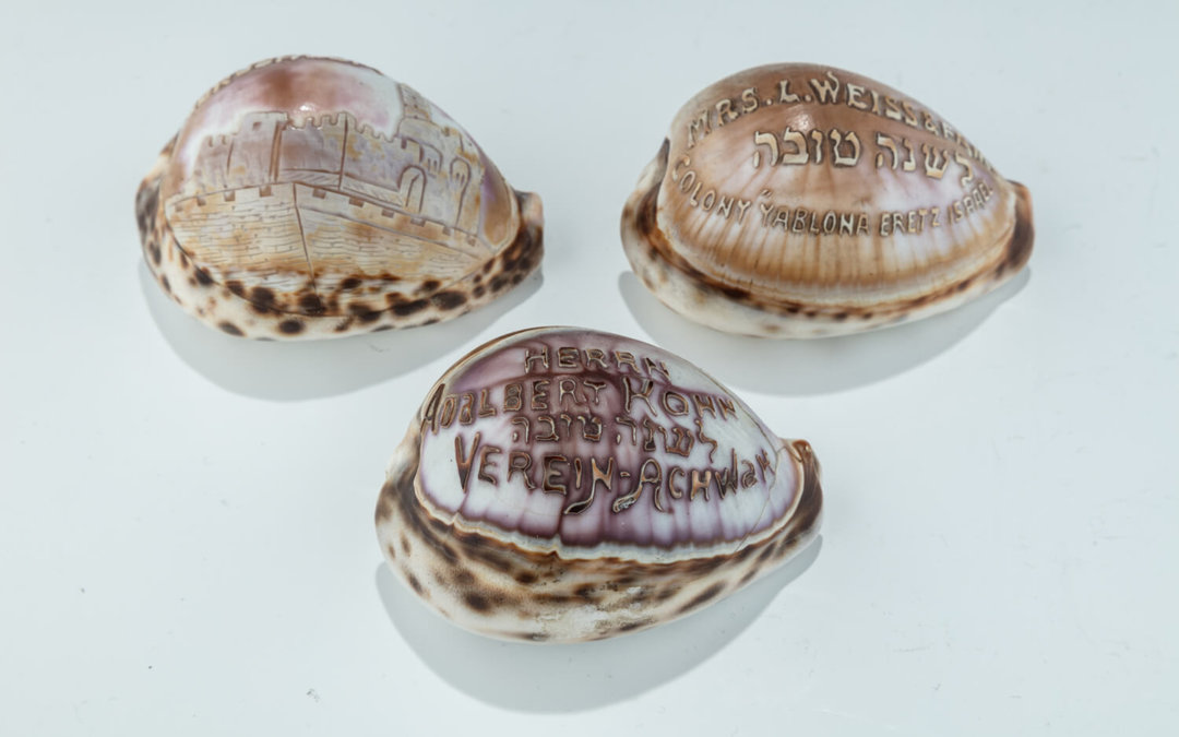 020. A GROUP OF THREE CARVED COWRY SHELLS
